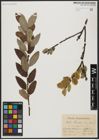 Foto von Salix aegyptiaca L.